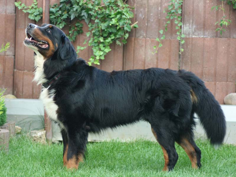 Everything You Wanted To Know About Bernese Mountain Dog